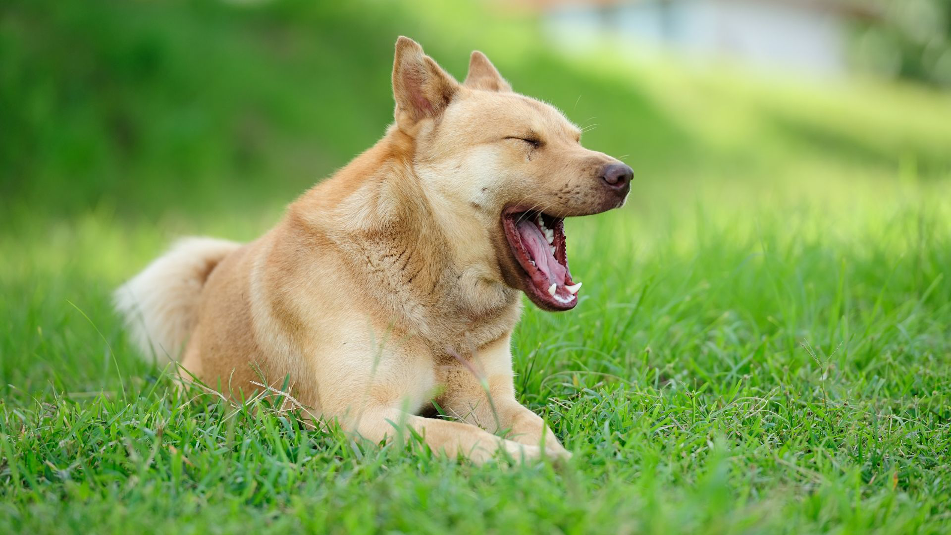 yawning dog