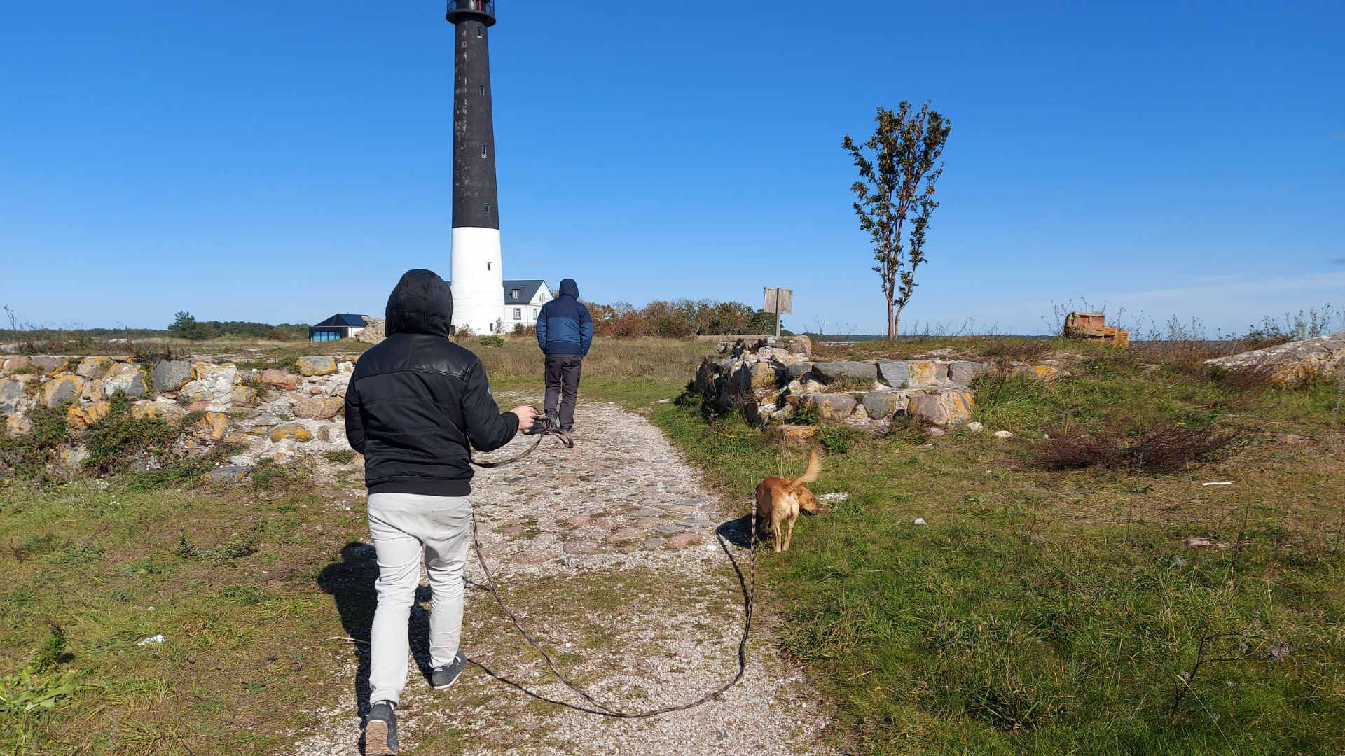 walking dog on path