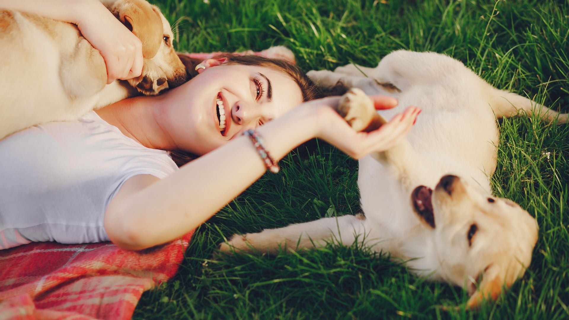 dog and owner outdoor play