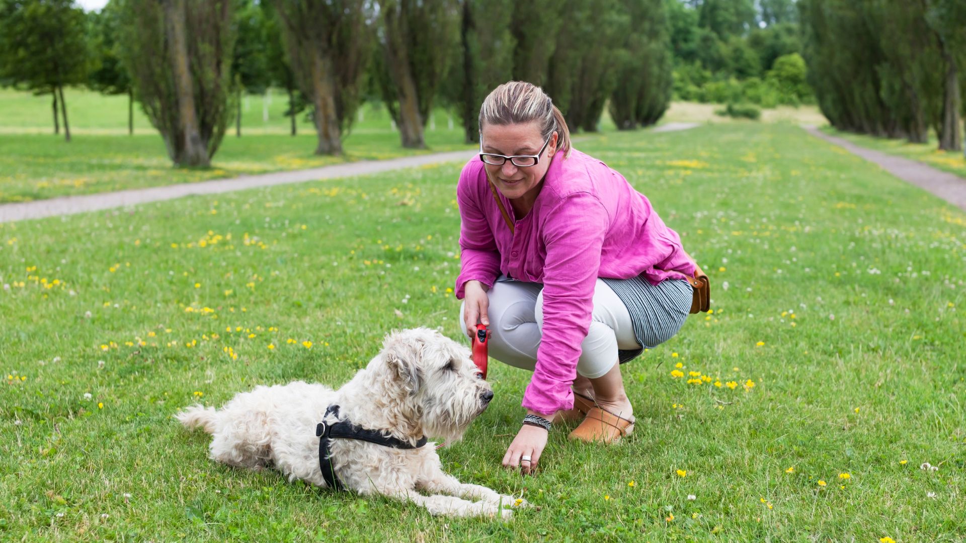 dog and owner training outside