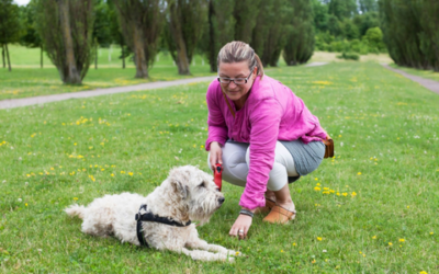 How to be a successful dog trainer?