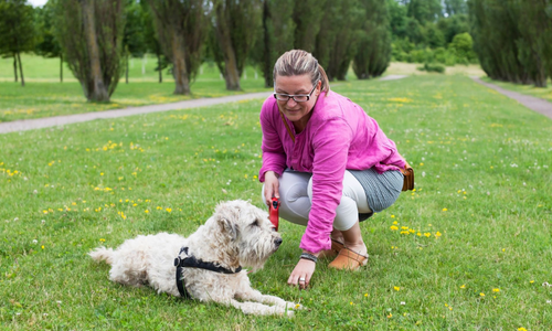 dog and owner outdoor play