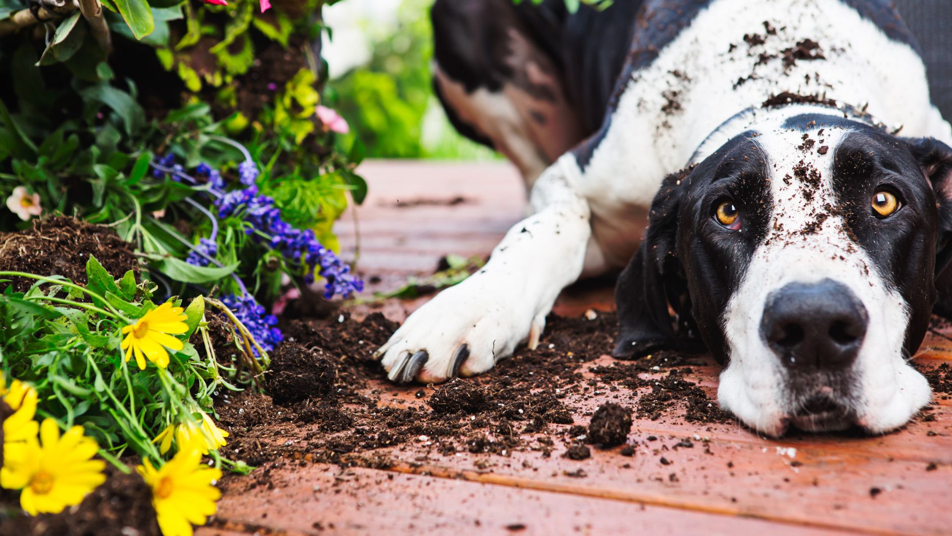 dog outside on patio resting with flowers