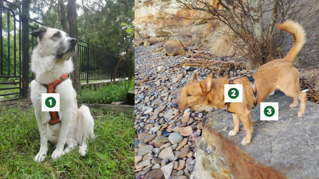 Collars vs Harness What is the right choice for your dog’s walks