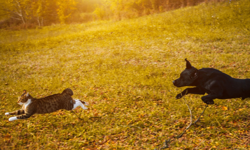 Why do dogs chase cats?