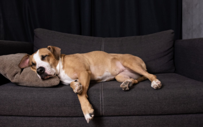 The importance of sleep for dogs