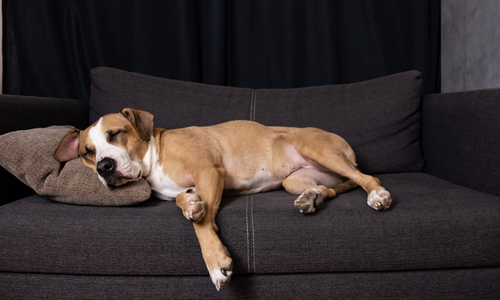 The importance of sleep for dogs