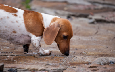 Should your dogs walk off-leash?