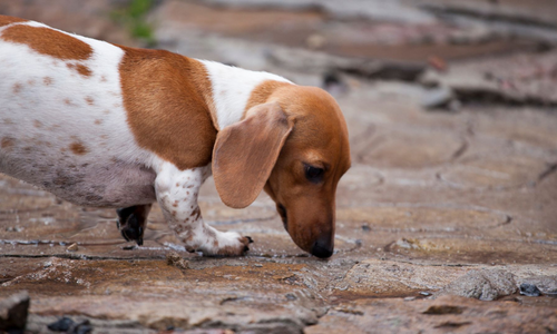 can dachshunds go off leash