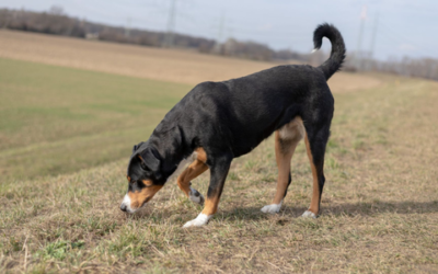 What are a dog’s different gaits?