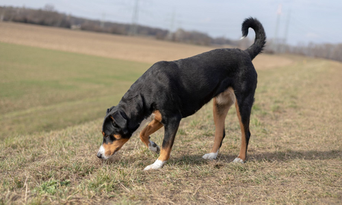 What are a dog’s different gaits?