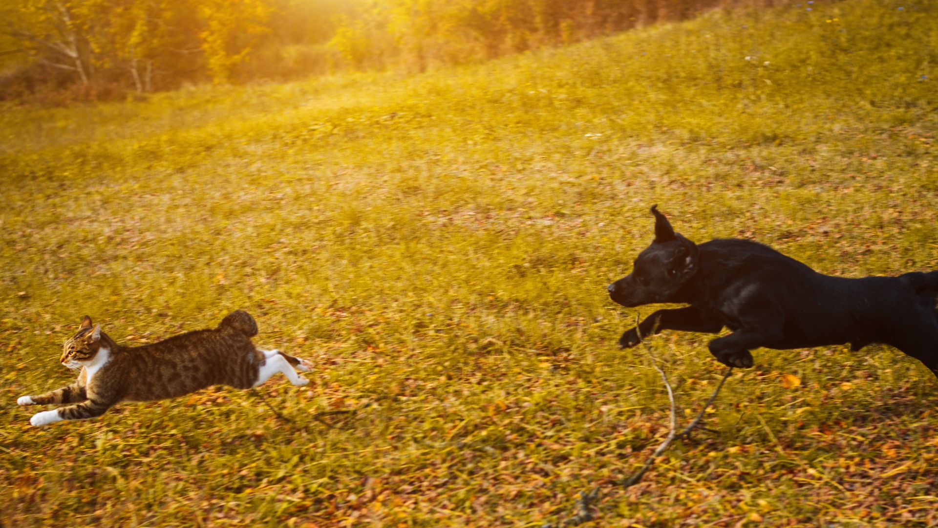 Why do dogs chase cats? - Nordic Education Centre for Dog Trainers