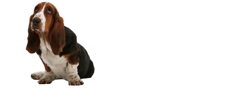 Dog sniffing on blueberries