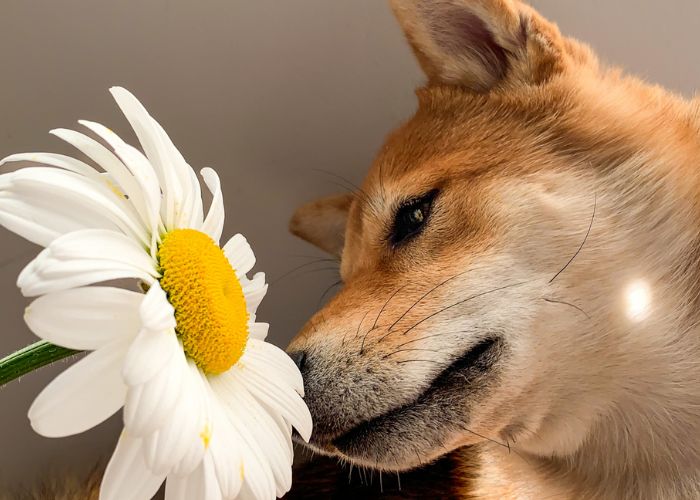 Dog sniffing a flower