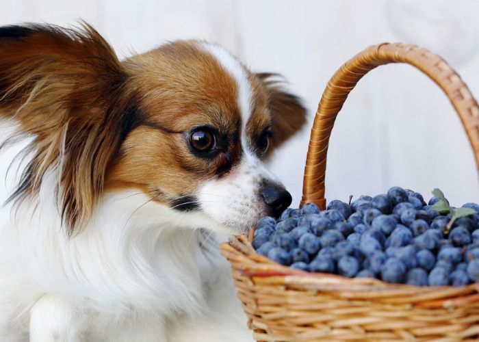 Dog sniffing on blueberries Dog sniffing blueberries