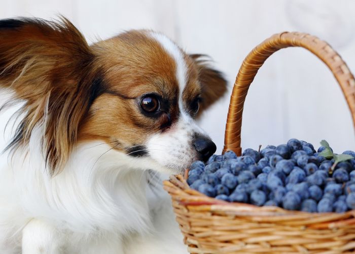 Dog sniffing blueberries