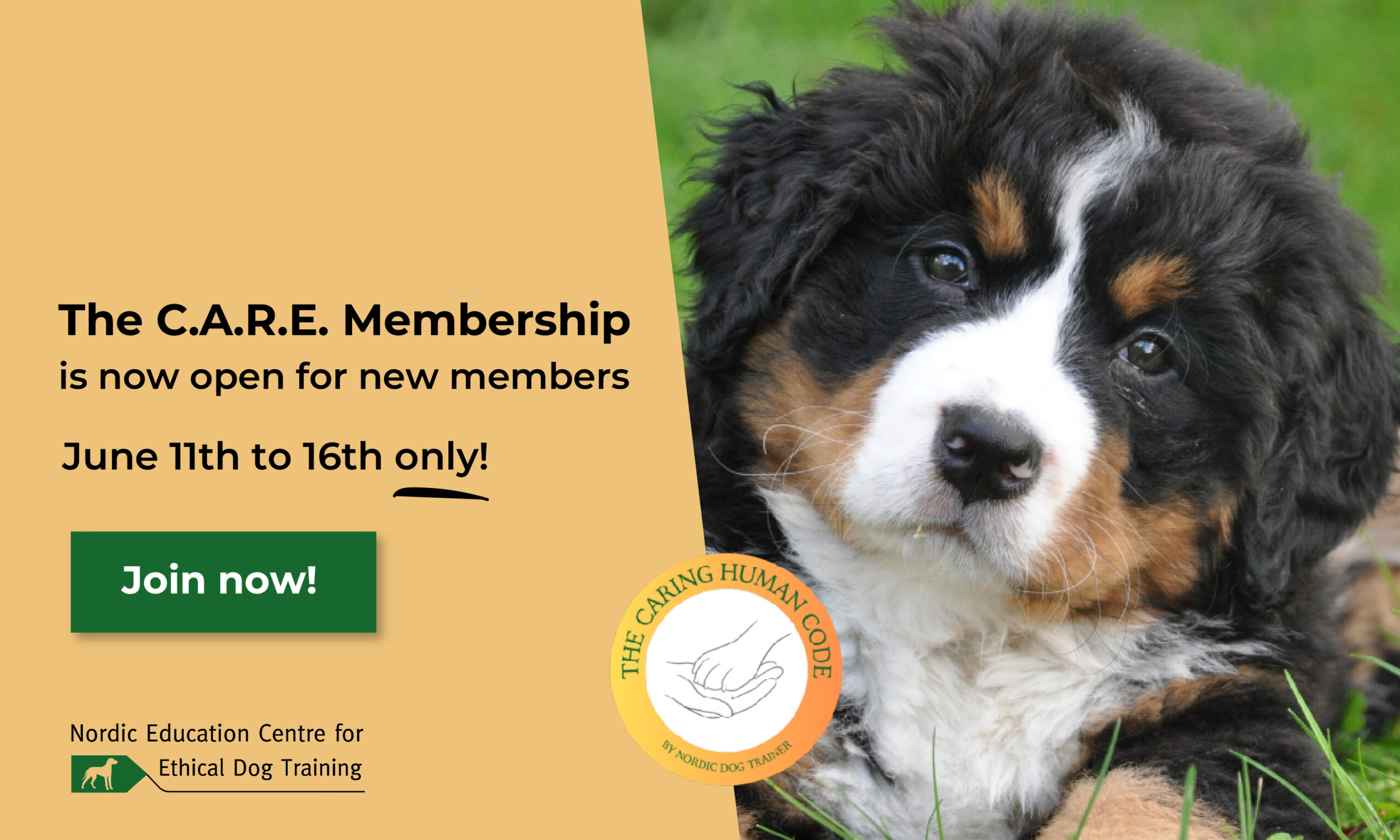 C.A.R.E membership dog