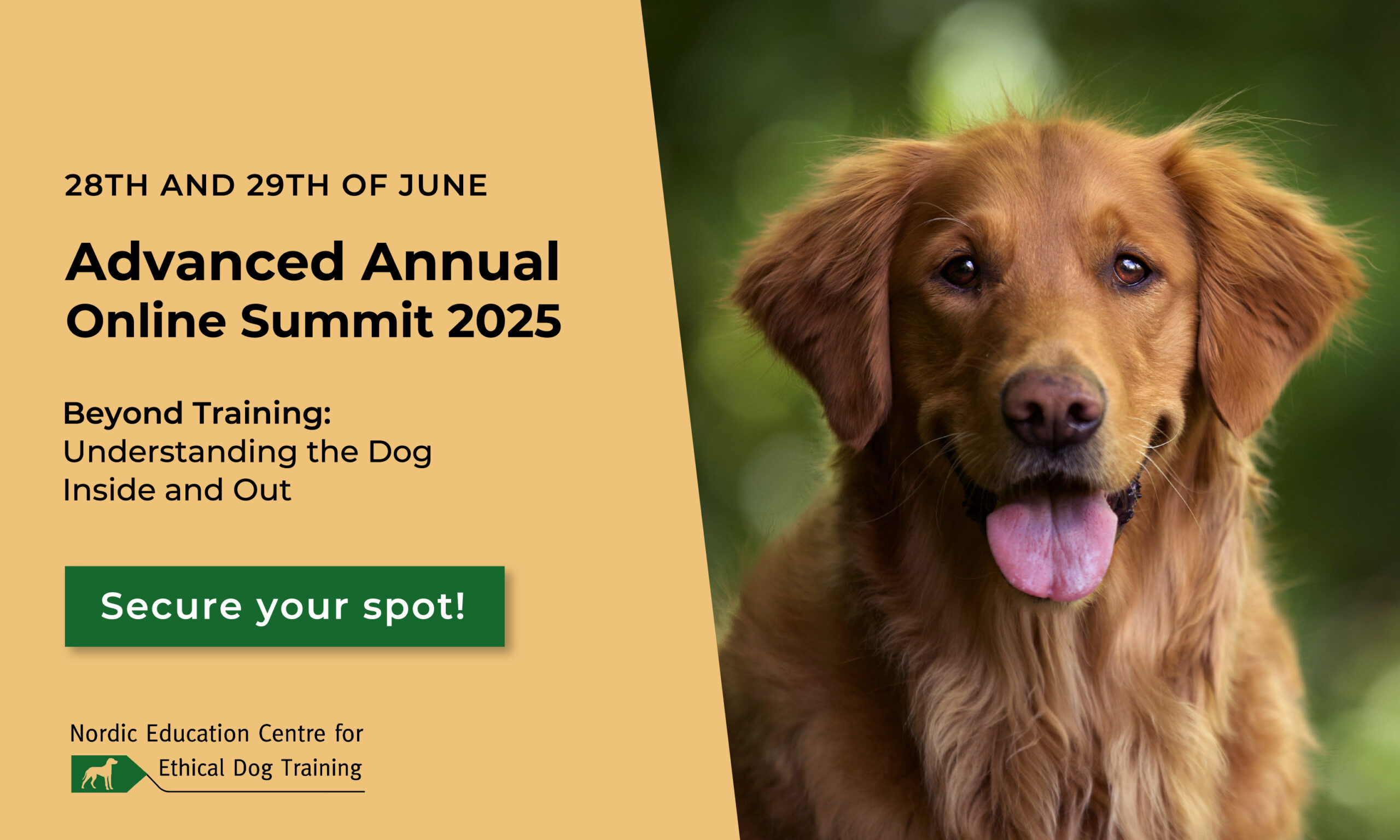 Brown dog looking at the camera with green background. 