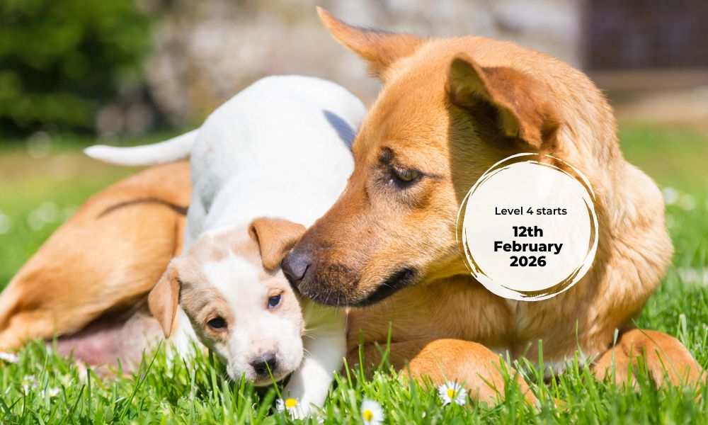Nordic Dog Trainer School Level 4