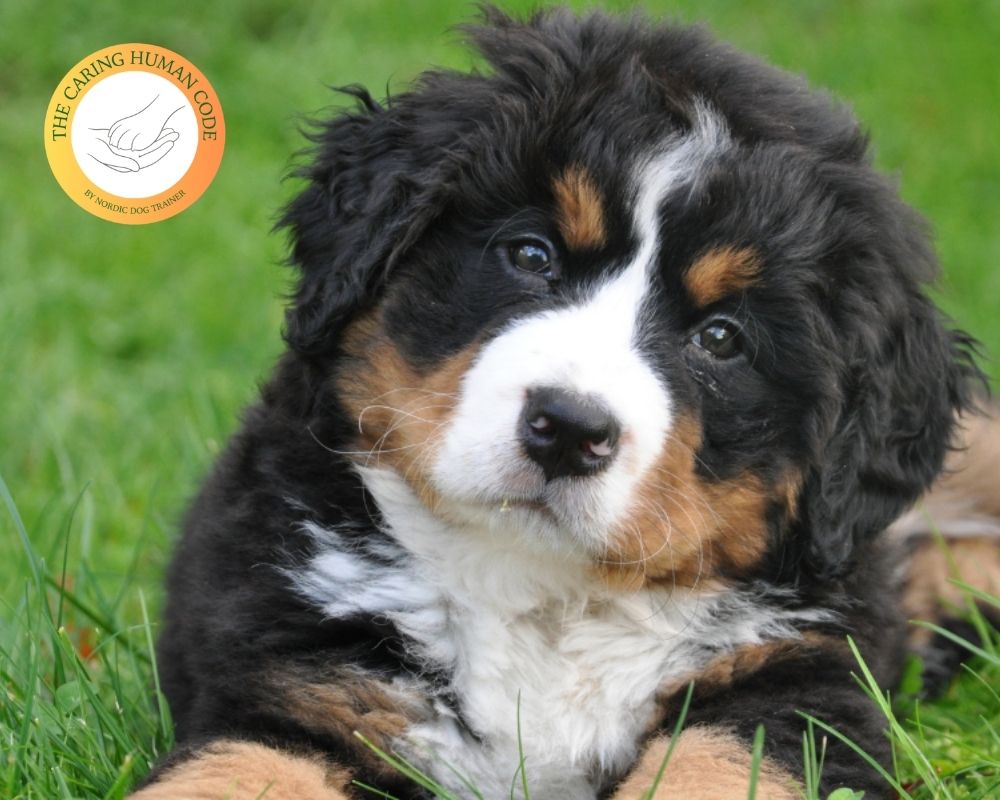 White and black puppy in the grass