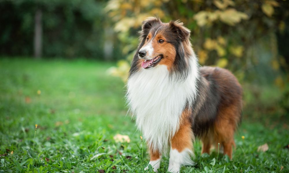 Brown and white Border Collie dog in park
