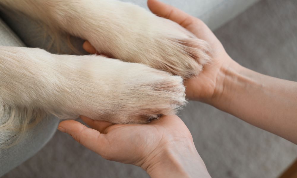Dog paws and human hands