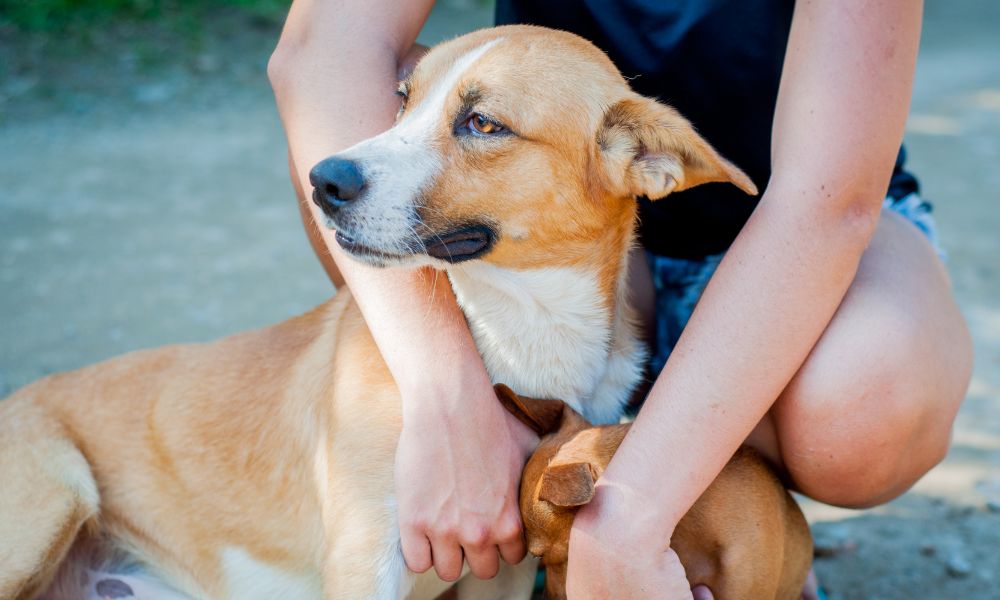 White and brown dog with human hands around it