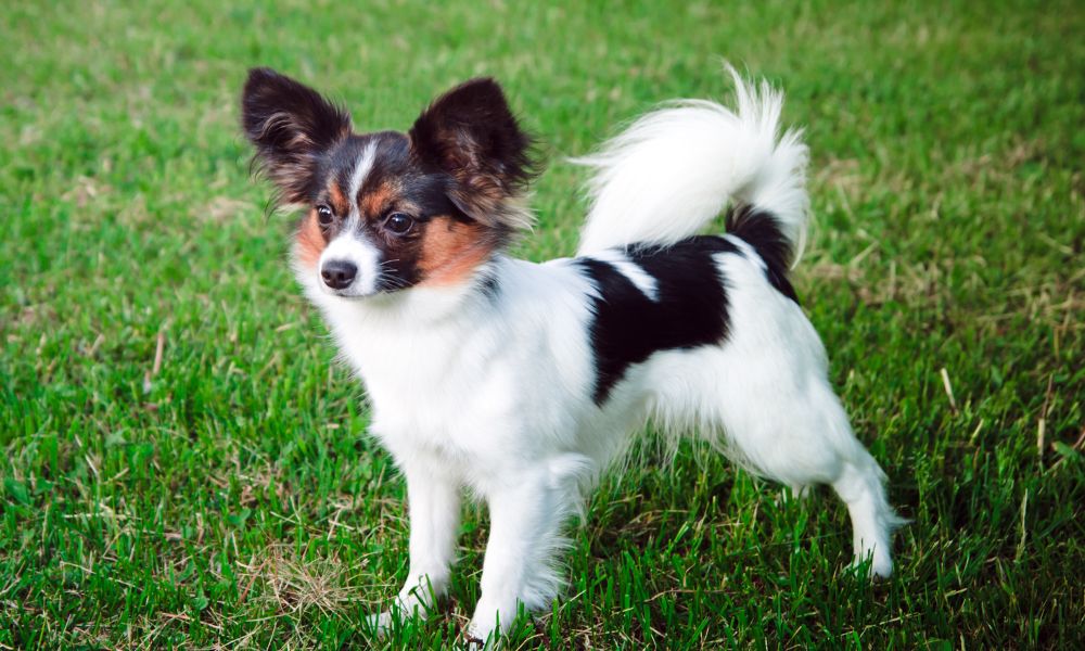 Small black, brown and white dog on grass