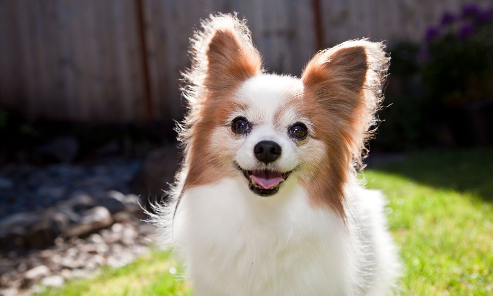 Small brown and white dog looking into the camera