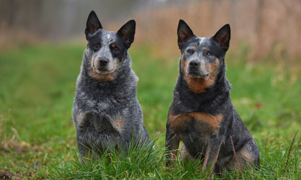 Two grey dogs sitting in the grass