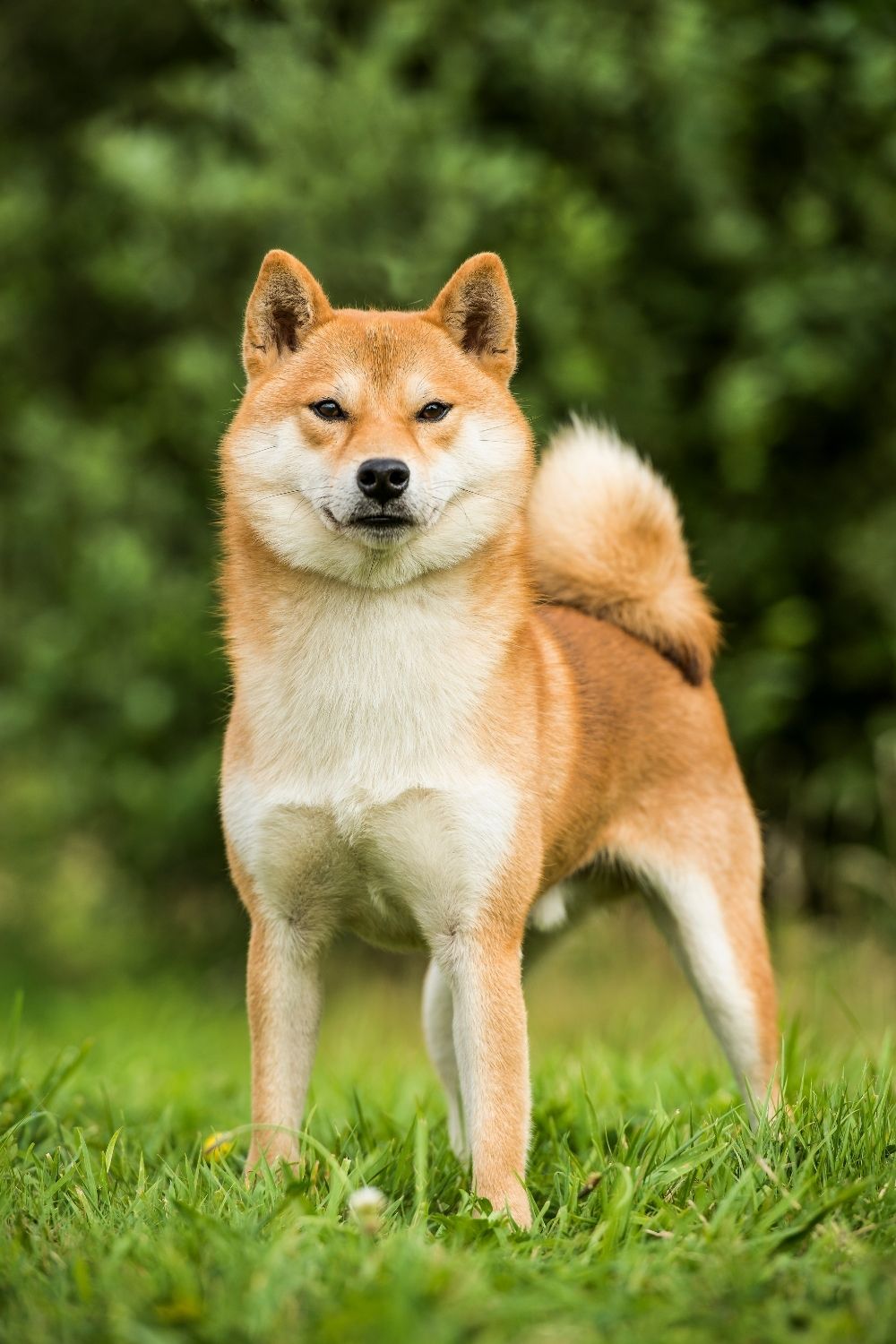 Brown and white dog standing outside on the grass
