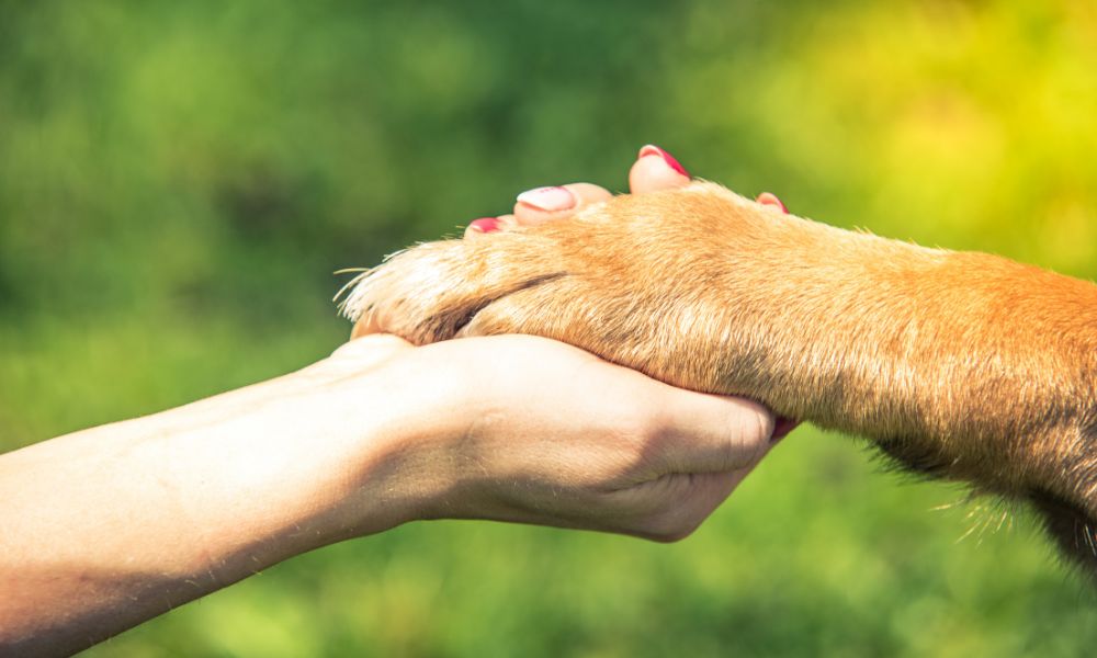 Dog hand and human paw