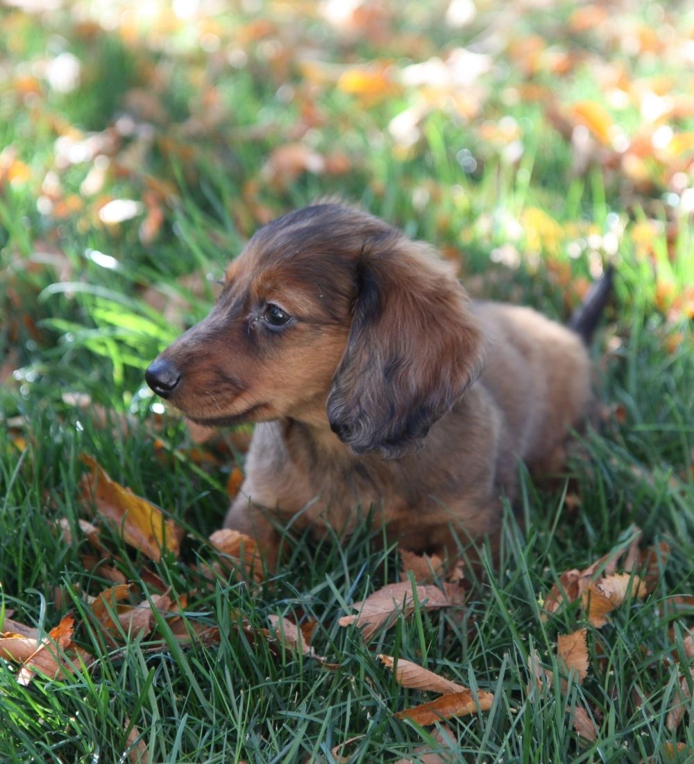 Small dog lying in the grass with leafes around