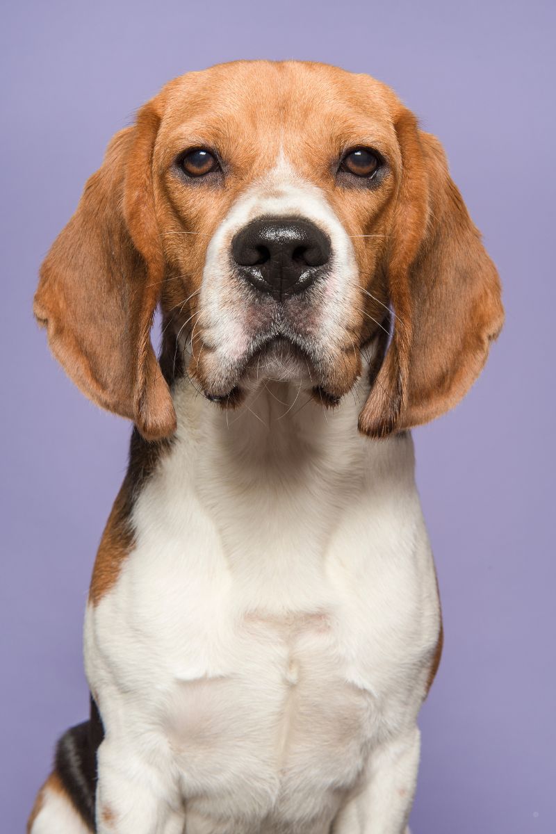 Beagle