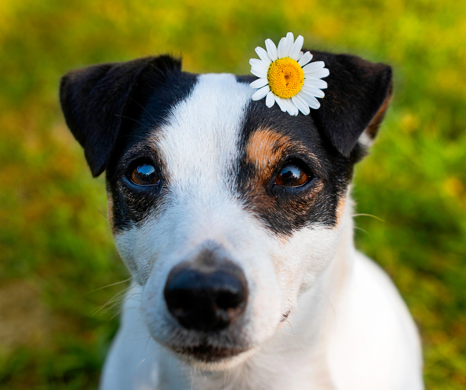 Black and white dog with flower behind its ear
