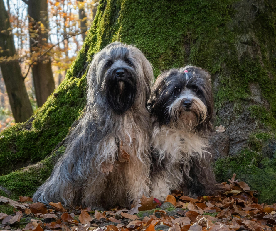 Two grey dogs in the forest